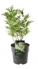 Sambucus nigra 'Obelisk' - Vlier 35-40 C10