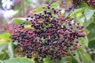 Sambucus nigra 50/60 C Sambucus nigra - Vlier 50-60 C