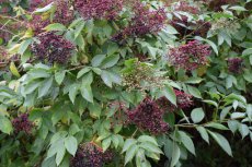 Sambucus nigra - Vlier 50-60 C