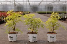 Sambucus racemosa 'Lemony Lace' - Vlier 30-40 C3