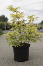 Sambucus racemosa 'Lemony Lace' 60/80 C10 Sambucus racemosa 'Lemony Lace' - Vlier 60-80 C10