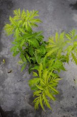 Sambucus racemosa ‘Plumosa Aurea’-Vlier 40-50 C