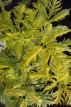 Sambucus racemosa ‘Sutherland Gold’ Sambucus racemosa ‘Sutherland Gold’-Vlier 40-50 C