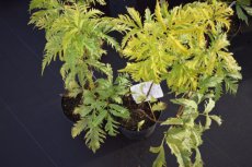 Sambucus racemosa ‘Sutherland Gold’-Vlier 40-50 C