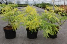 Sambucus racemosa ‘Welsh Gold®’ - Vlier 30-40 C4