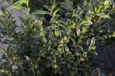 Sarcococca confusa - Vleesbes  25-30 C3