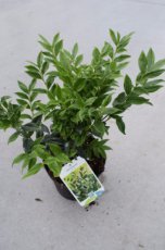 Sarcococca confusa-Vleesbes 20-25 C