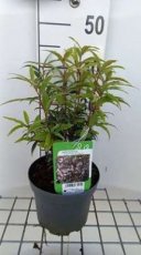 Sarcococca hookeriana 'Digyna' - Vleesbes 20-25 C