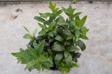 Sarcococca hookeriana 'Humilis'-Vleesbes 20-25 C