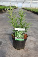 Sarcococca saligna - Vleesbes 20-25 C3