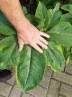 Sauromatum ven. 'Indian Giant' ø 25 mm Sauromatum venosum 'Indian Giant' | Voodoolelie C1