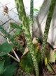 Sauromatum ven. 'Indian Giant' ø 25 mm Sauromatum venosum 'Indian Giant' | Voodoolelie C1