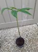 Sauromatum ven. 'Indian Giant' ø 25 mm Sauromatum venosum 'Indian Giant' | Voodoolelie C1