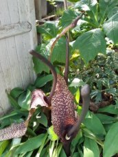 Sauromatum venosum 'Indian Giant' | Voodoolelie C1