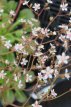 Saxifraga urbium Saxifraga urbium | Steenbreek 40 P9