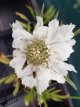 Scabiosa caucasica ‘Alba’ Scabiosa caucasica ‘Alba’ | Duifkruid 70 P9