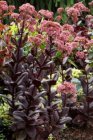 Sedum telephium seduction ‘Chocolate Cherry’ | Hemelsleutel  40 C2