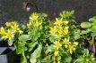 Sedum floriferum ‘Weihenstephaner Gold’ Sedum floriferum ‘Weihenstephaner Gold’ | Vetkruid 15 P9