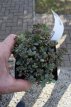 Sedum sieboldii Sedum sieboldii | Vetkruid 15 P9