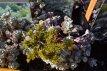 Sedum spathulifolium ‘Cape Blanco’ Sedum spathulifolium ‘Cape Blanco’ | Vetkruid 10 P9