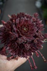 Sempervivum ‘Dark Beauty’ | Huislook 15 P9