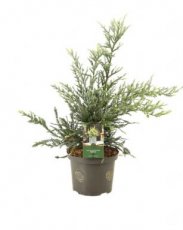 Sequoia semp.'Adpressa' 30/50 C5 Sequoia sempervirens 'Adpressa' | Mammoetboom 30-50 C5