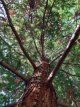 Sequoia sempervirens 15/20 C2 Sequoia sempervirens | Kustsequoia-Californische redwood  15-20 C2