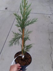 Sequoiadendron giganteum ‘Pendulum’ | Mammoetboom 30-40 C2