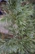 Sequoiadendron giganteum 50/70 C10 Sequoiadendron giganteum | Mammoetboom 50-70 C10
