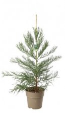 Sequoiadendron giganteum 50/70 C10 Sequoiadendron giganteum | Mammoetboom 60-80 C10