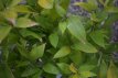 Shibataea kumasaca 20/30 C2 Shibataea kumasaca (Sasa ruscifolia)   20-30  C2  | DWERGBAMBOE