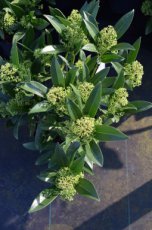 Skimmia confusa  ‘Kew Green’ 25-30 C3