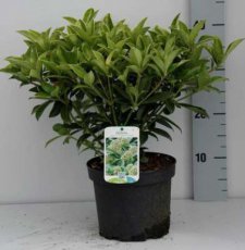 Skimmia japonica 'Fragrant Cloud' 25-30 C3