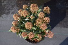 Skimmia japonica ‘Godrie’s Dwarf’(=Marlot) 20-25 C3