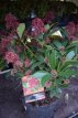 Skimmia japonica 'Rubella' 20/25 C3 Skimmia japonica 'Rubella'(=Foremanii)  20-25  C3