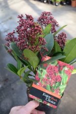 Skimmia japonica 'Rubella'(=Foremanii)  20-25  C3