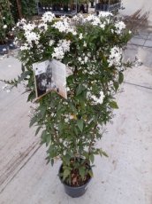 Solanum jasminoides - klimrek 70 cm Solanum jasminoides - Klimrek 50 cm | Klimmende nachtschade 70 C8