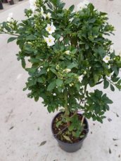 Solanum jasminoides - Stam 25 | Klimmende nachtschade 40-45 C3