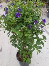 Solanum rantonnetii 15/20 C3 Solanum rantonnetii  | Blauwe nachtschade 15-20 C3