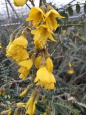 Sophora japonica 'Sun King' - Honingboom 30-40 C3