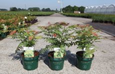 Sorbaria sorbifolia 'Pink Hopi'® - Lijsterbesspirea 30-40 C4