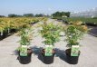 Sorbaria sorbifolia 'Sem'® 30/40 C Sorbaria sorbifolia ‘Sem’® 30-40 C