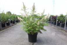 Sorbaria sorbifolia ‘Sem’® 60/80 C12 Sorbaria sorbifolia ‘Sem’® - Lijsterbesspirea  60-80  C12