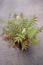 Sorbaria sorbifolia ‘Sem’® - Lijsterbesspirea 30-40 C