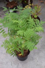 Sorbaria sorbifolia-Lijsterbesspirea 40-60 C