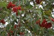 Sorbus aucuparia  6/8 HO Sorbus aucuparia 6/8 HO WILDE LIJSTERBES