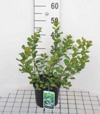 Spiraea betulifolia 'Tor' - spierstruik 30-40 C