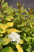 Spiraea betulifolia 'Tor Gold' 25/30 C4 Spiraea betulifolia 'Tor Gold' - Spierstruik 25-30 C4