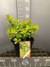 Spiraea betulifolia 'Tor Gold' - spierstruik 30-40 C