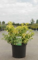 Spiraea betulifolia 'Tor Gold' 35/40 C10 Spiraea betulifolia 'Tor Gold' - spierstruik 35-40 C10